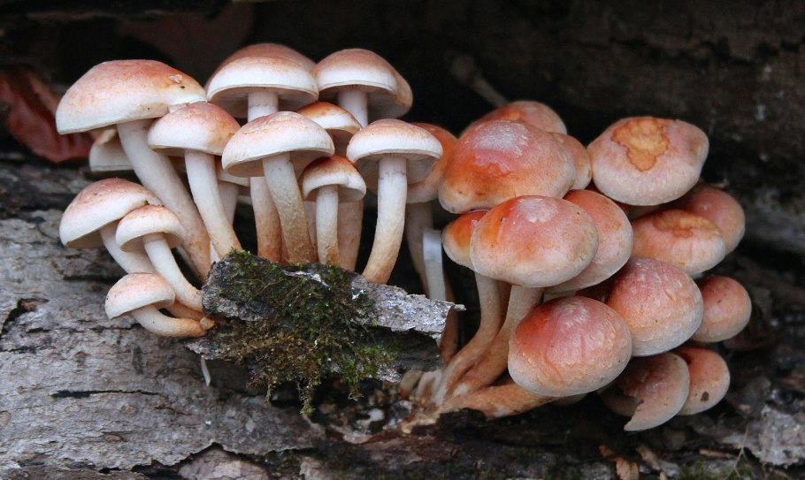 Ложноопенок кирпично-красный