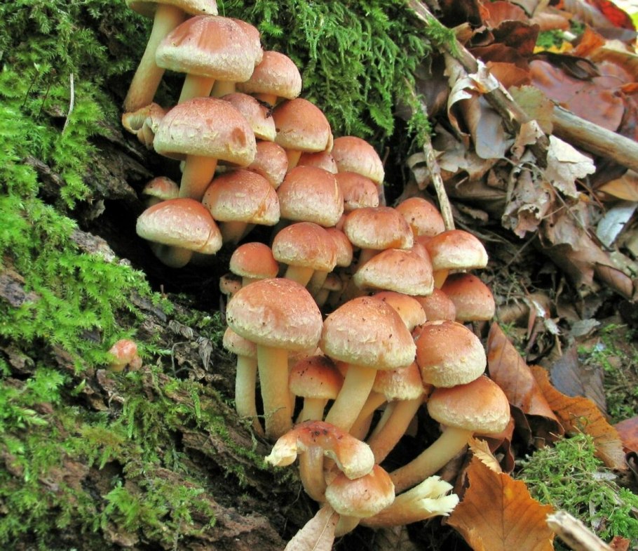 Опенок кирпично-красный Hypholoma lateritium