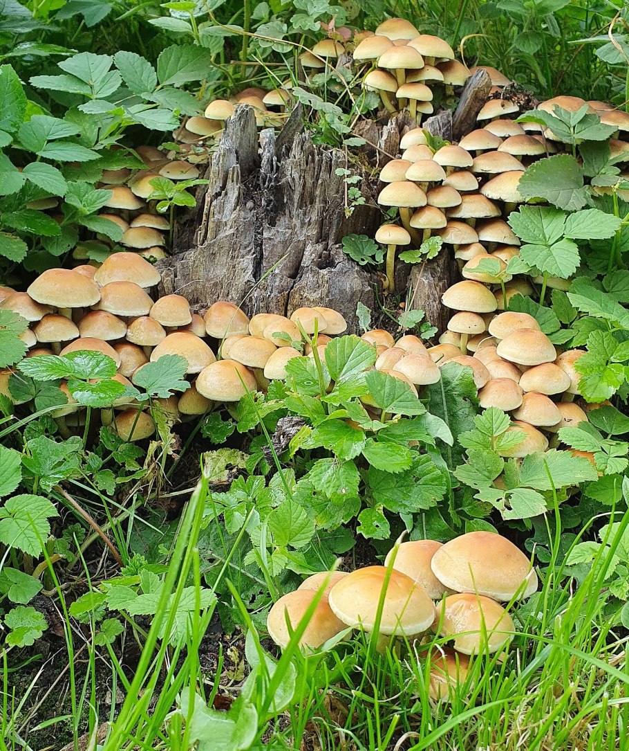 Лесные опята ложные