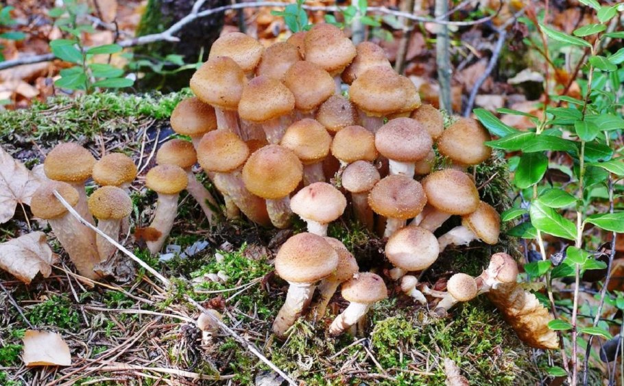 Гриб ложные опята