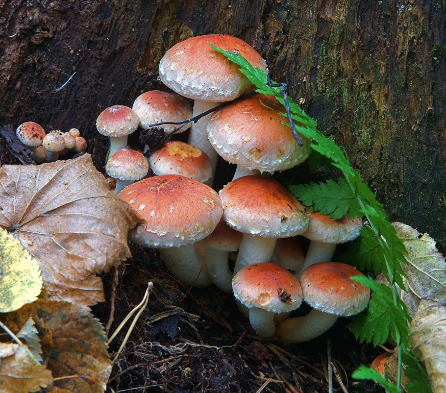 Опенок кирпично-красный Hypholoma lateritium