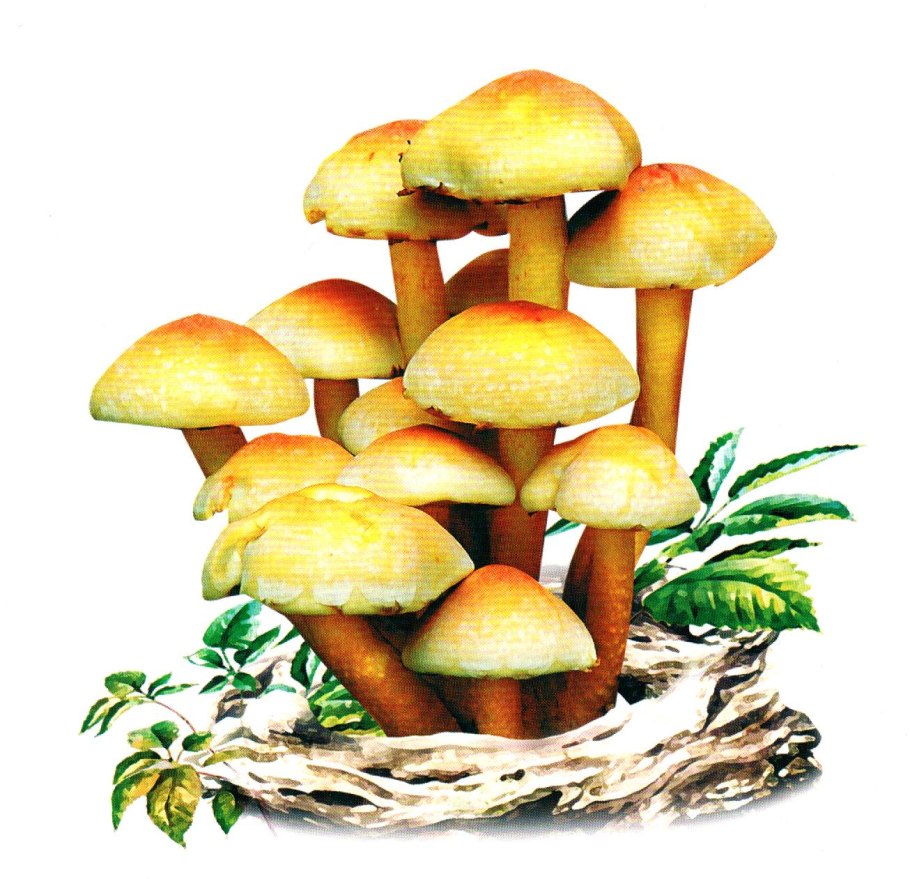 Ложноопёнок серно-жёлтый