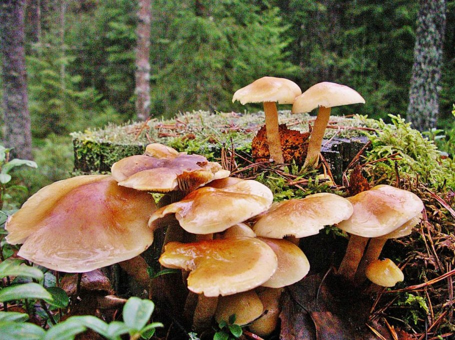 Ложный опенок серопластинчатый