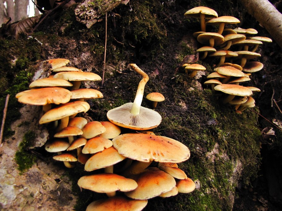 Гриб ложные опята