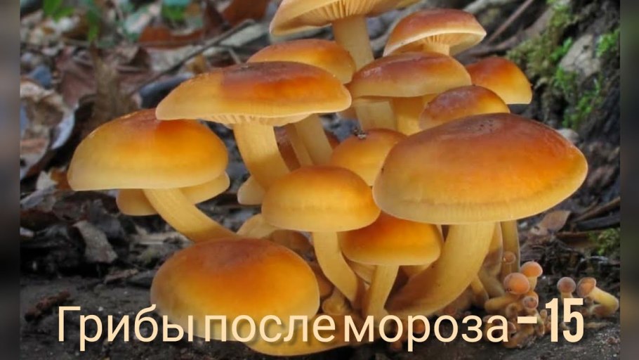 Осенний опенок фламмулина