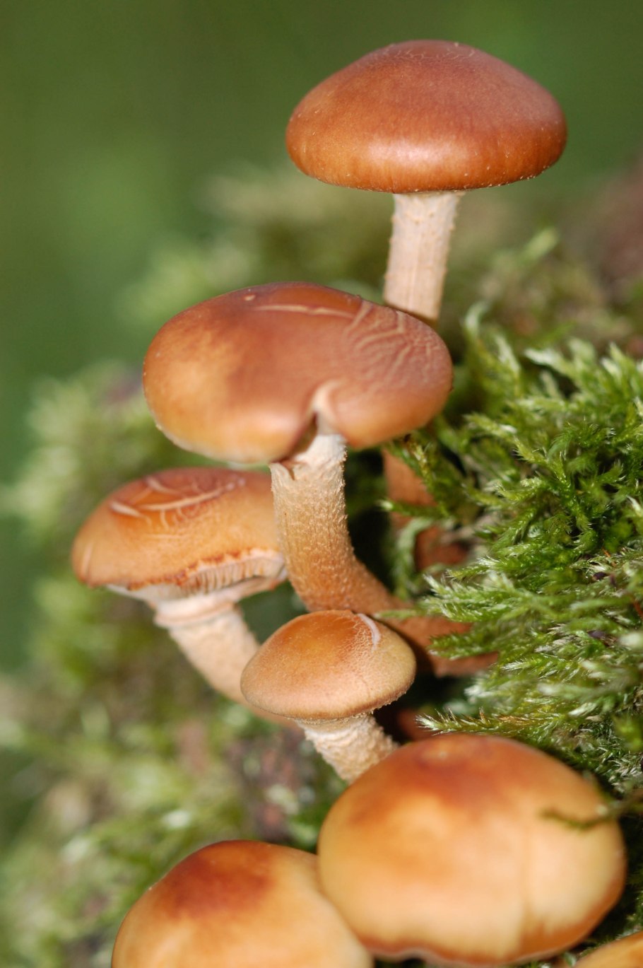 Ложный опенок Ложноопенок кирпично красный