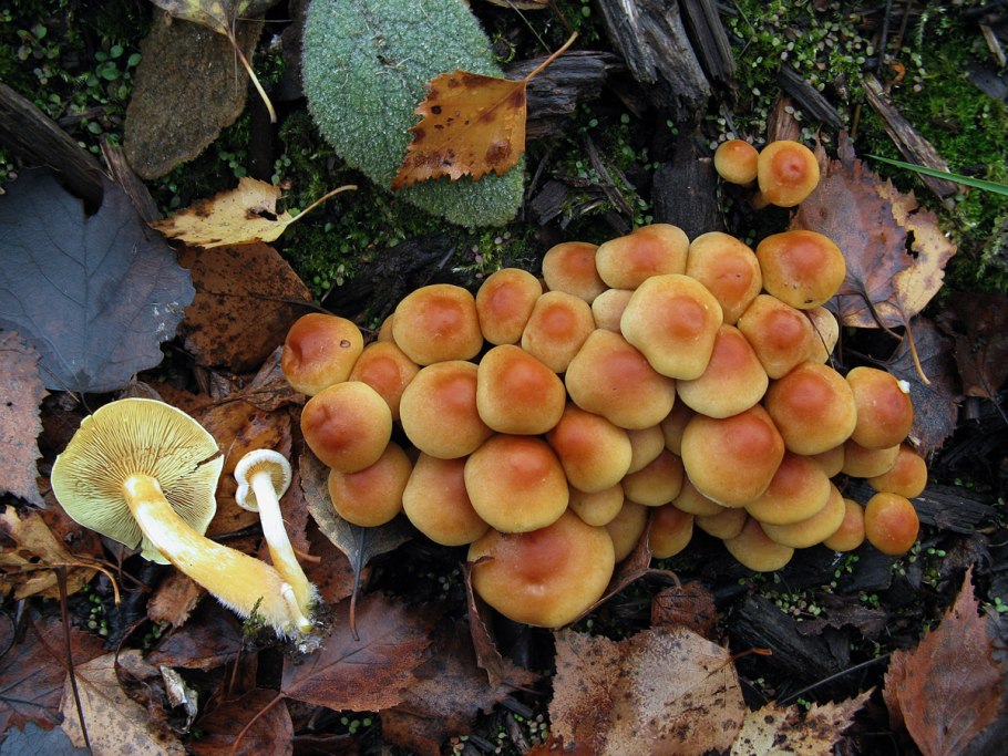 Ложноопёнок серно-жёлтый гриб