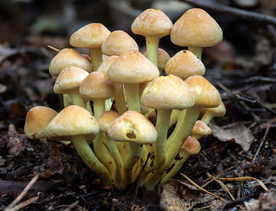 Опенок серно желтый