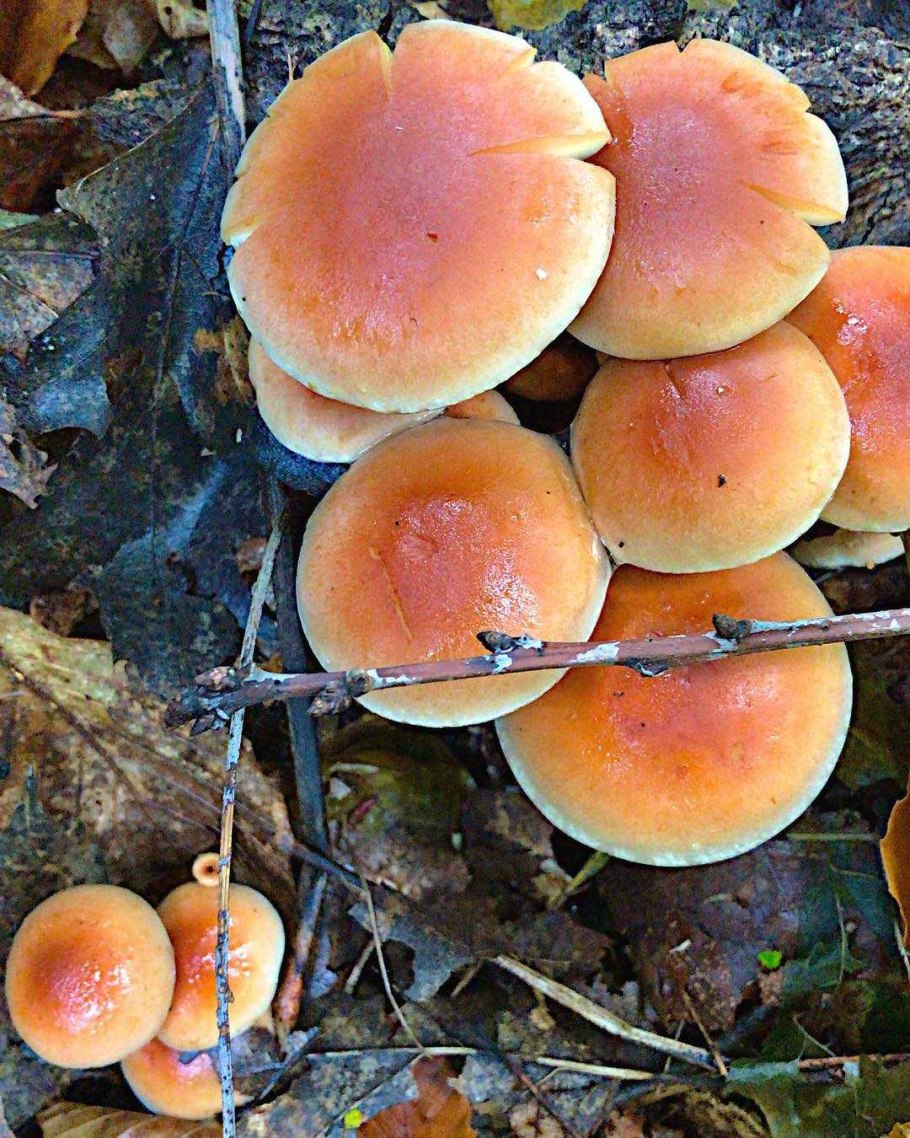 Ложноопенок кирпично-красный