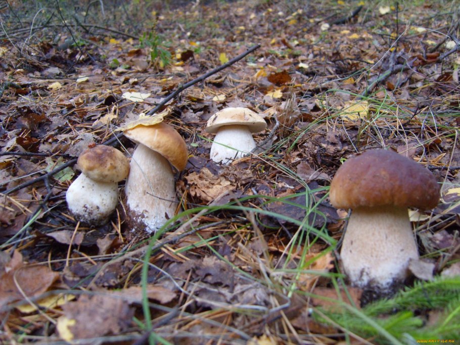 Много белых грибов в лесу