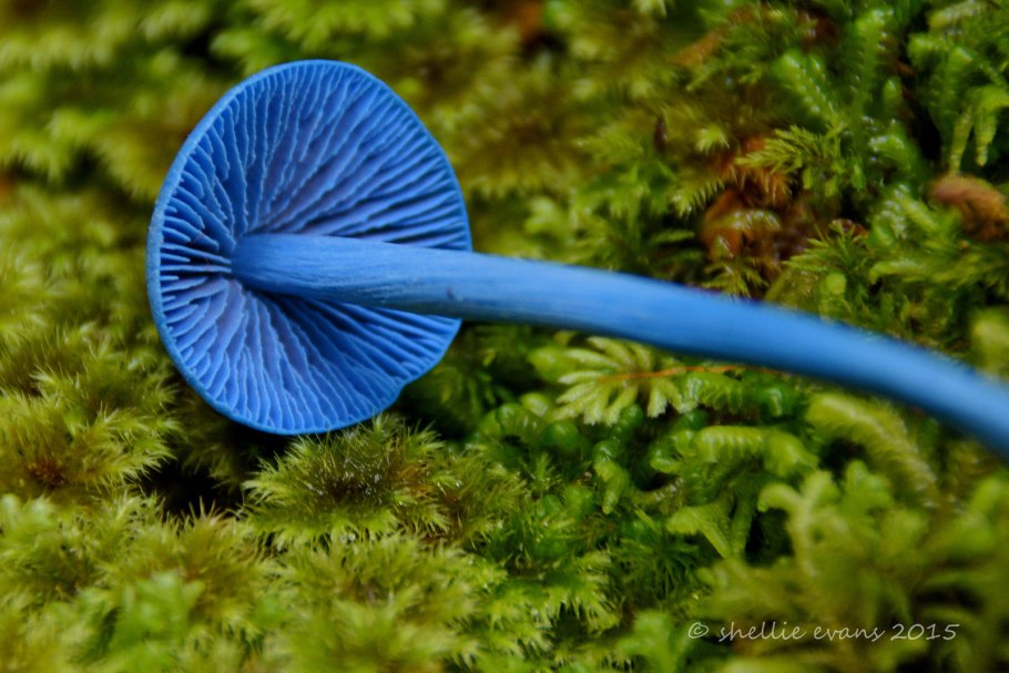 Огромные синие грибы