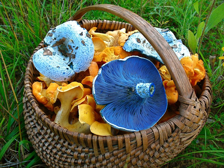 Lactarius Indigo