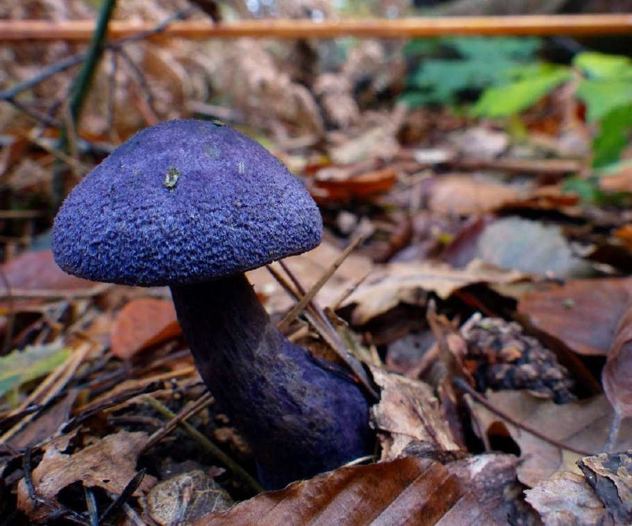 Паутинник фиолетовый гриб съедобный
