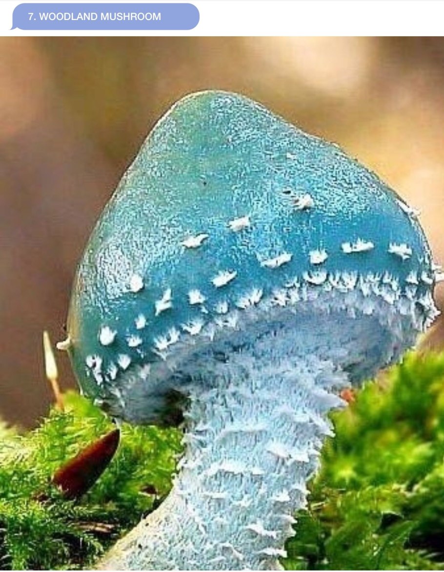 Синий мухомор