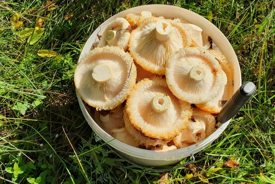 Грибы в Дубовом лесу