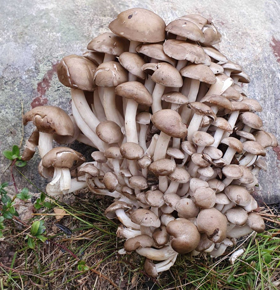 Опенок серопластинчатый