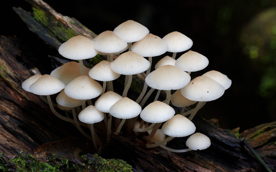 Семейство грибов