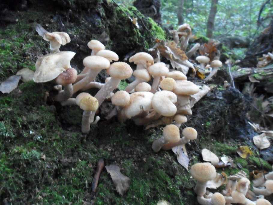 Опята в Сосновом лесу