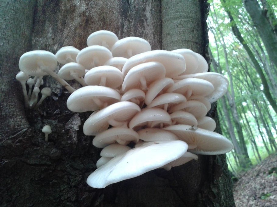 Белый гриб трубчатый