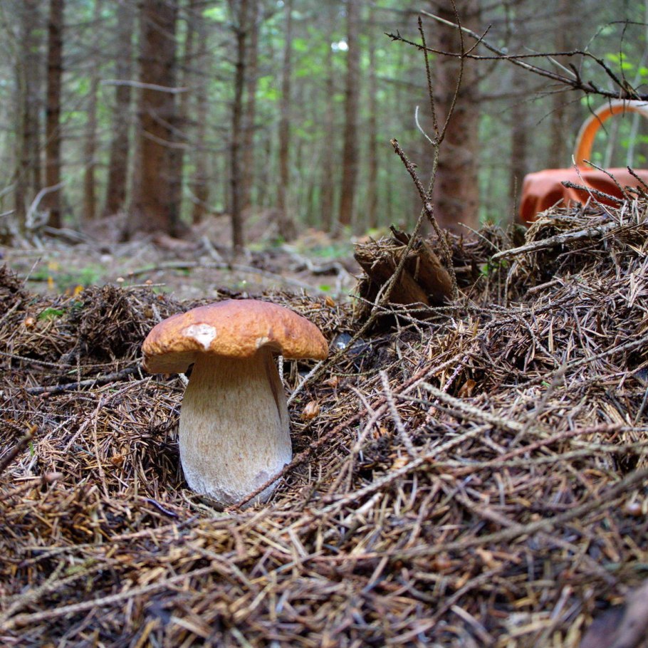 Ложный Боровик белый гриб