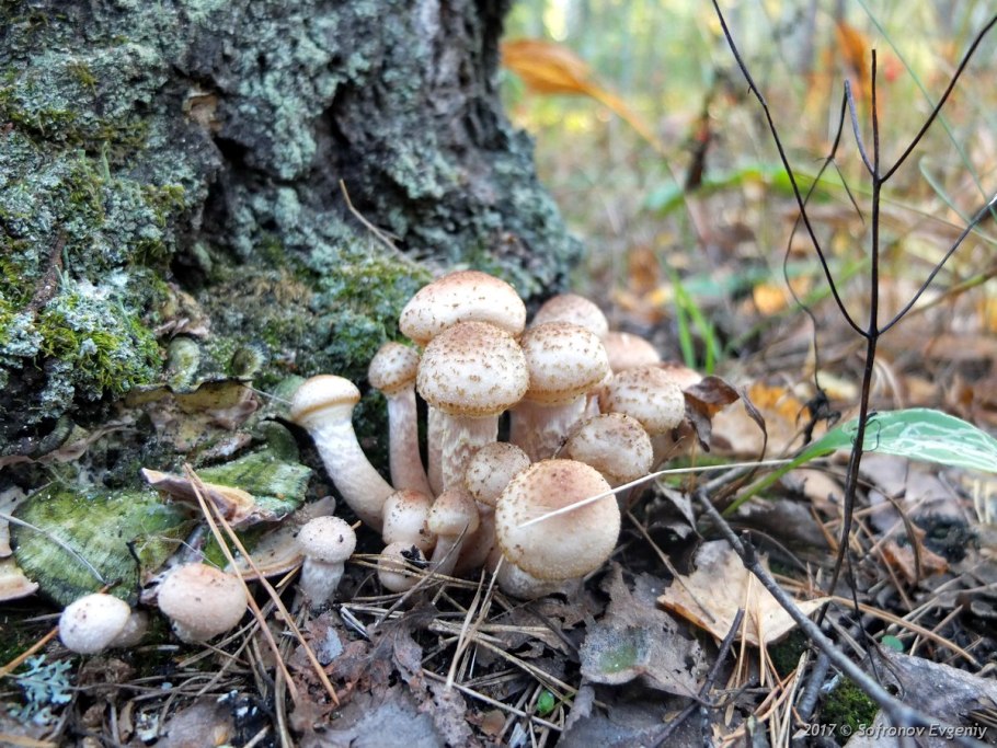 Опята подберезовик