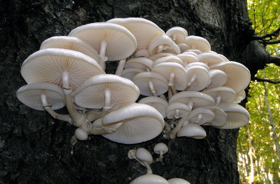 Белый слизистый опенок