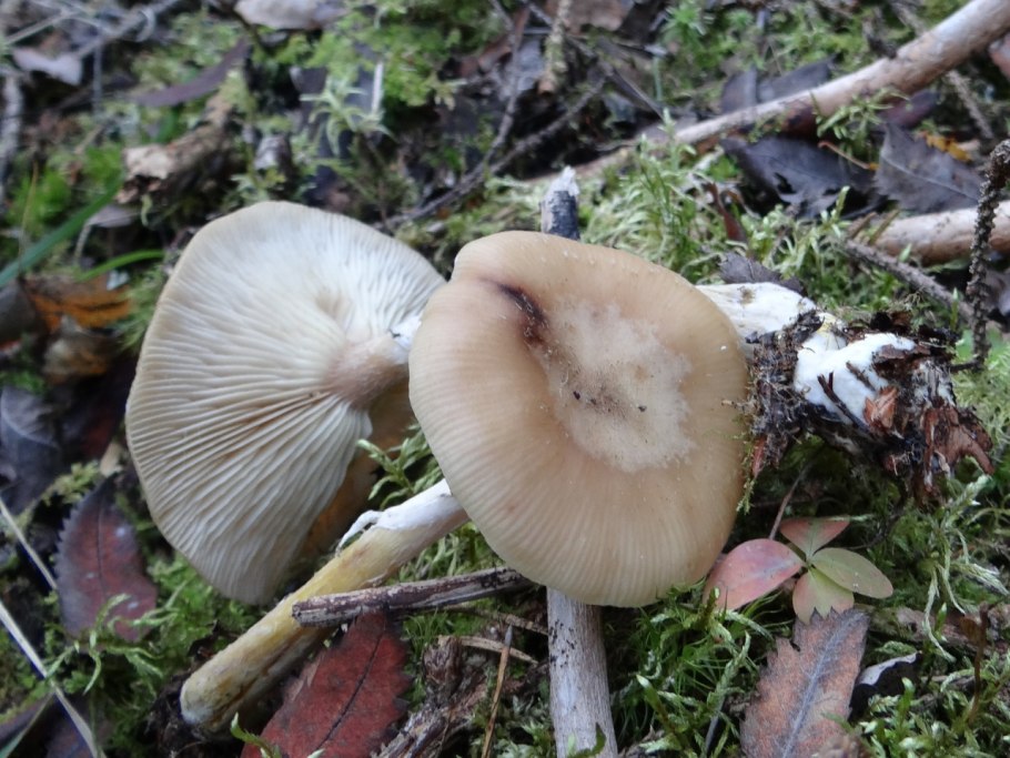 Грибы опята Краснодарский край