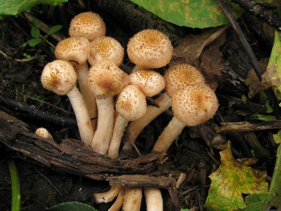 Грибы лисички, опята