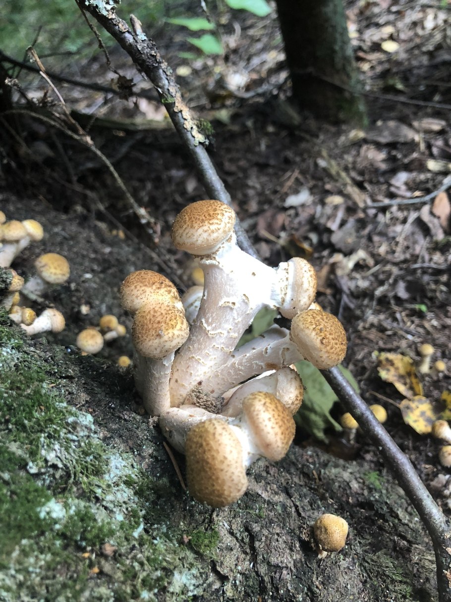 Белый гриб опята