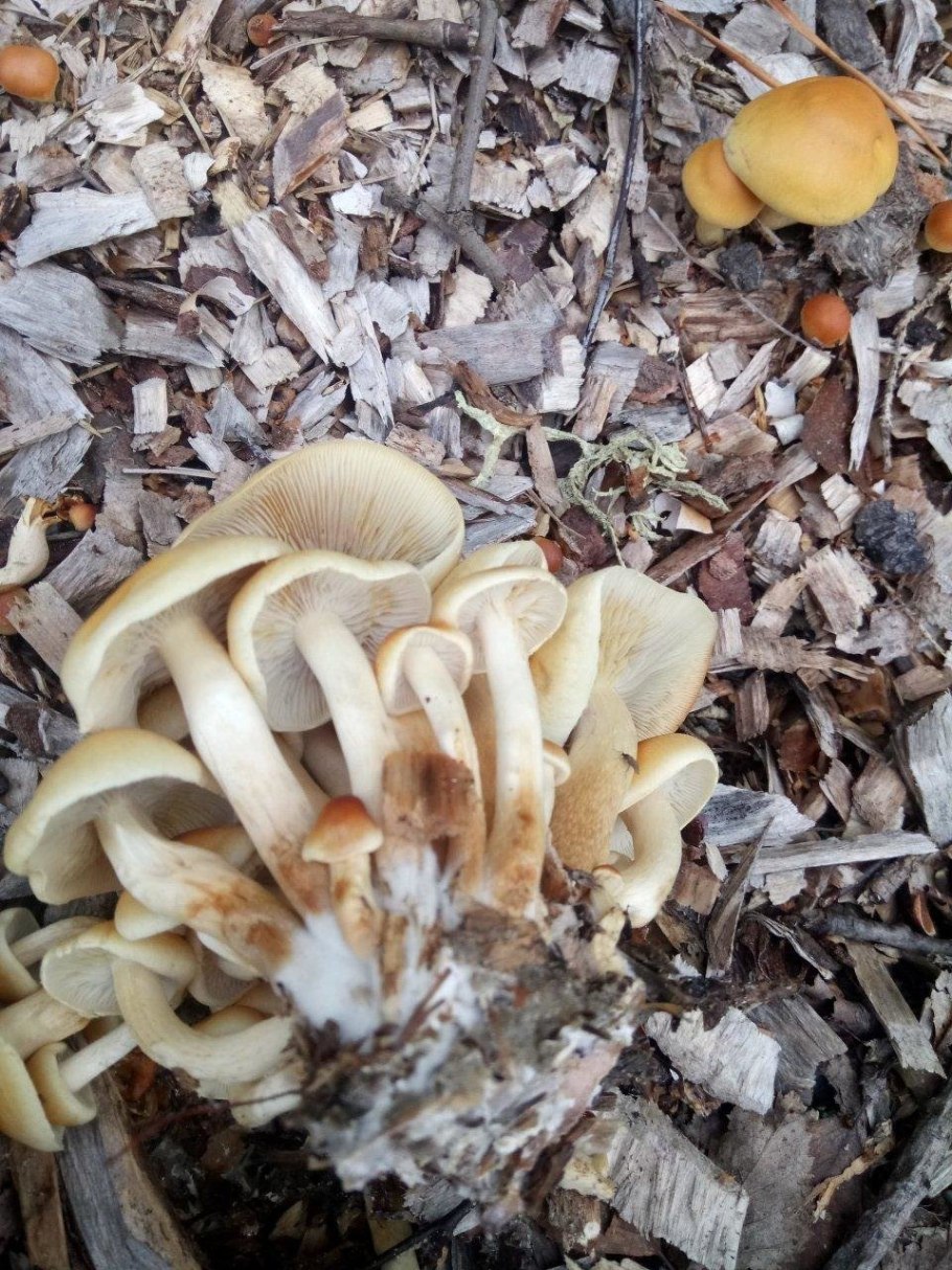 Опята вязовики