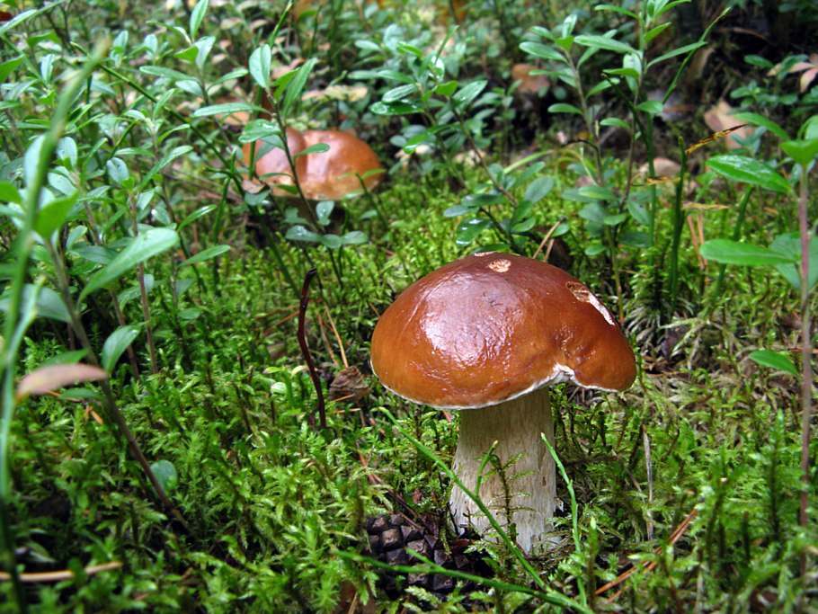 Белые грибы 1кг