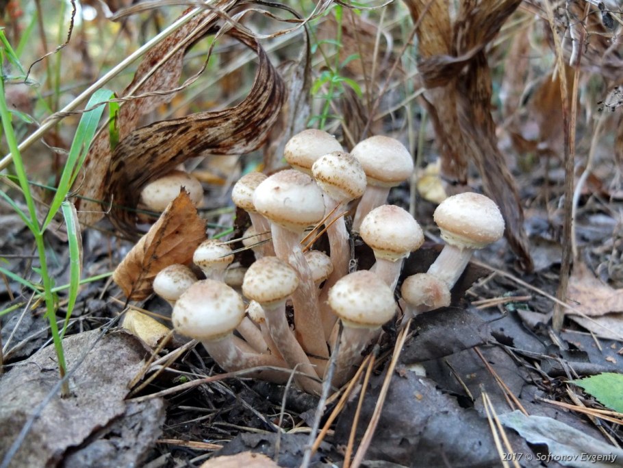 Грибы опята на Кубани