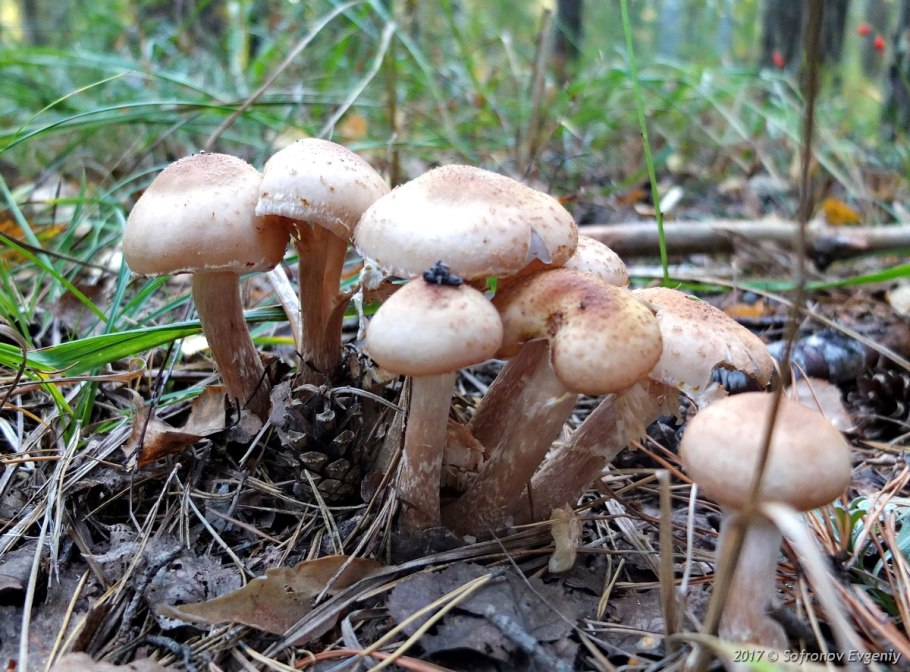Опята осенние полевые
