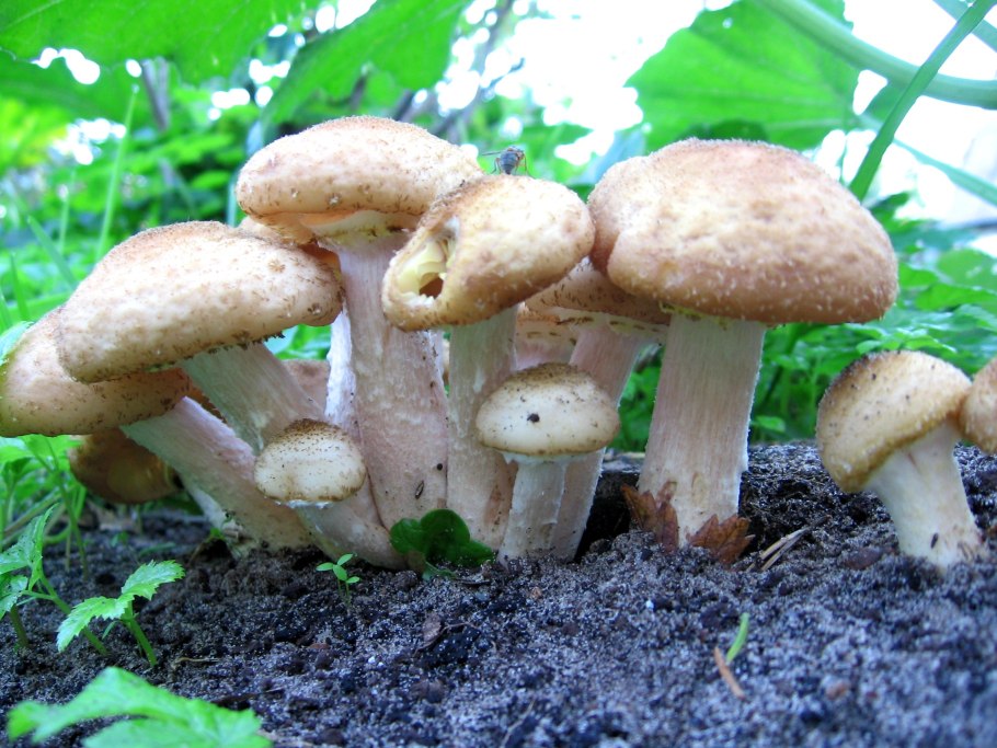 Поздние опята