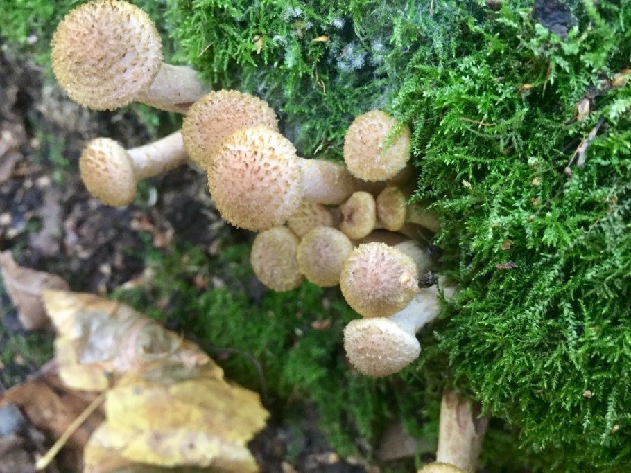 Опята подберезовик