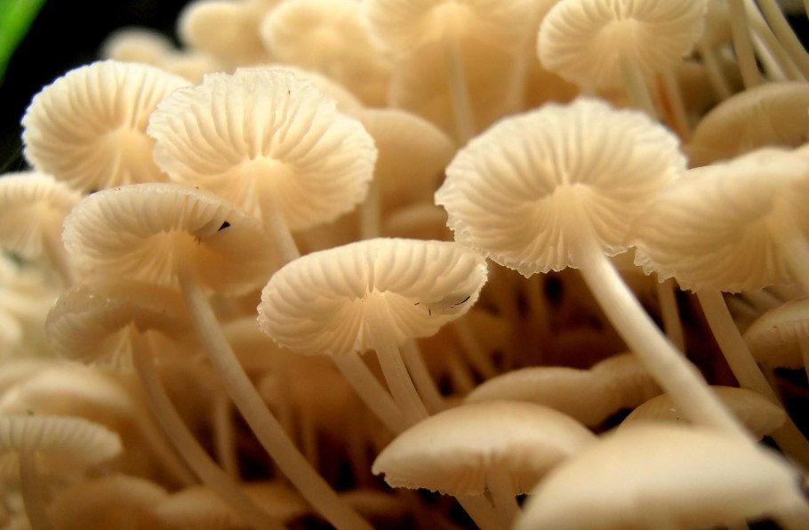 Опята Углич