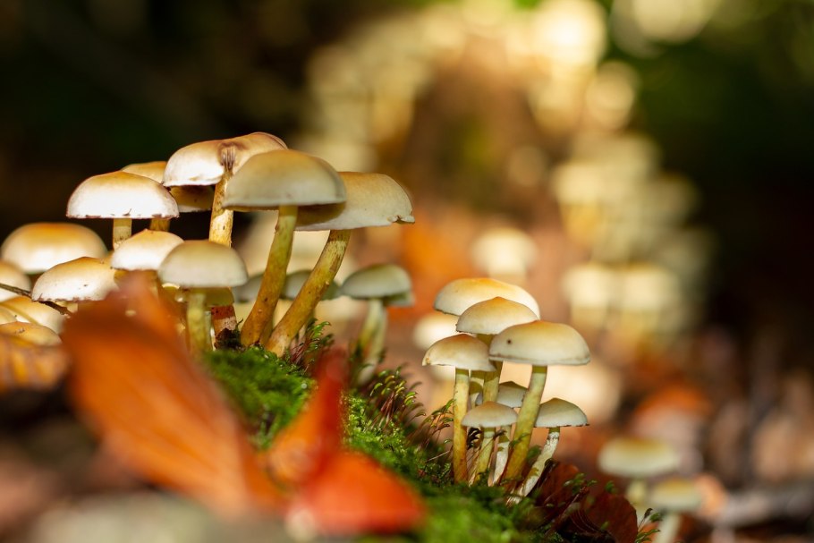 Коллаж природа грибы