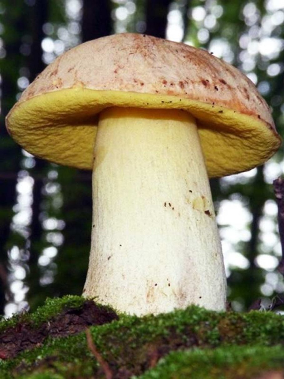 Боровик Фехтнера Boletus fechtneri