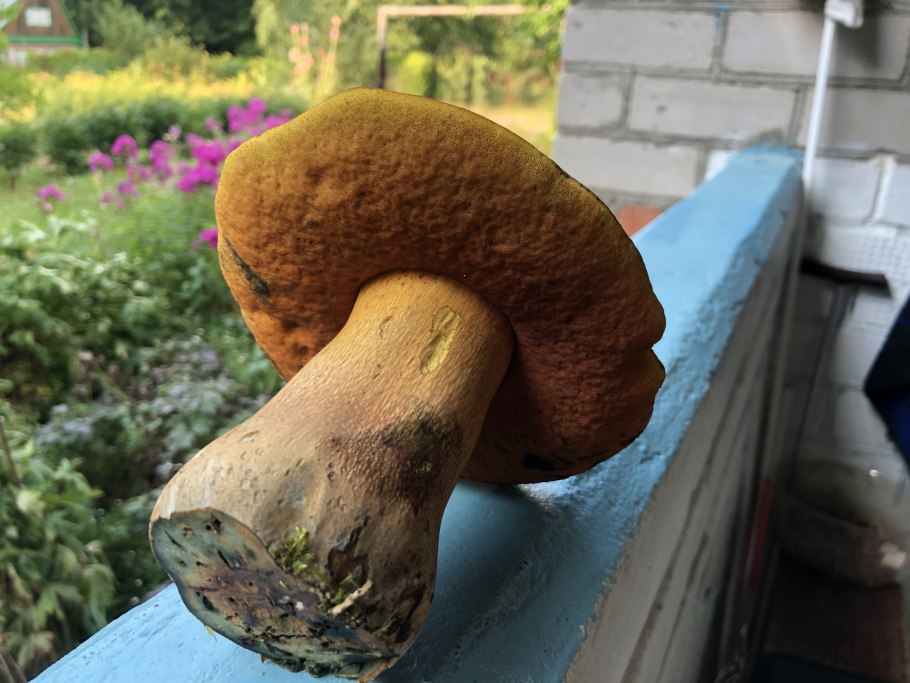 Гриб желтый под шляпкой