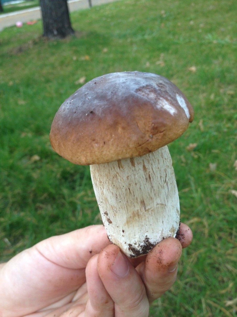 Гриб Боровик Фехтнера