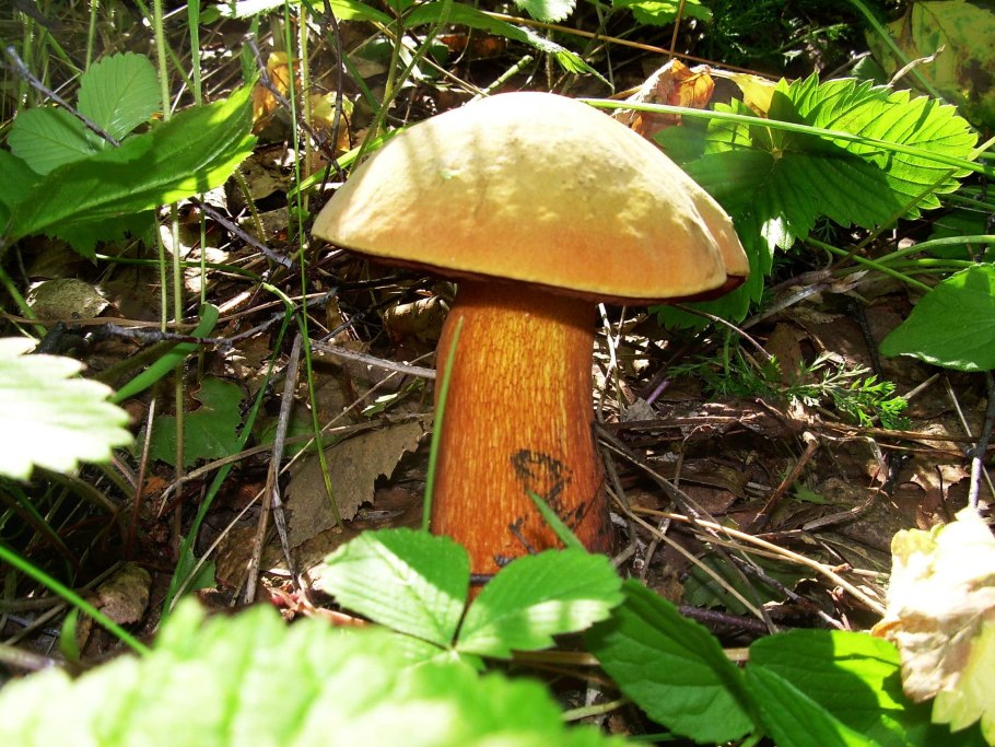 Дикие грибы