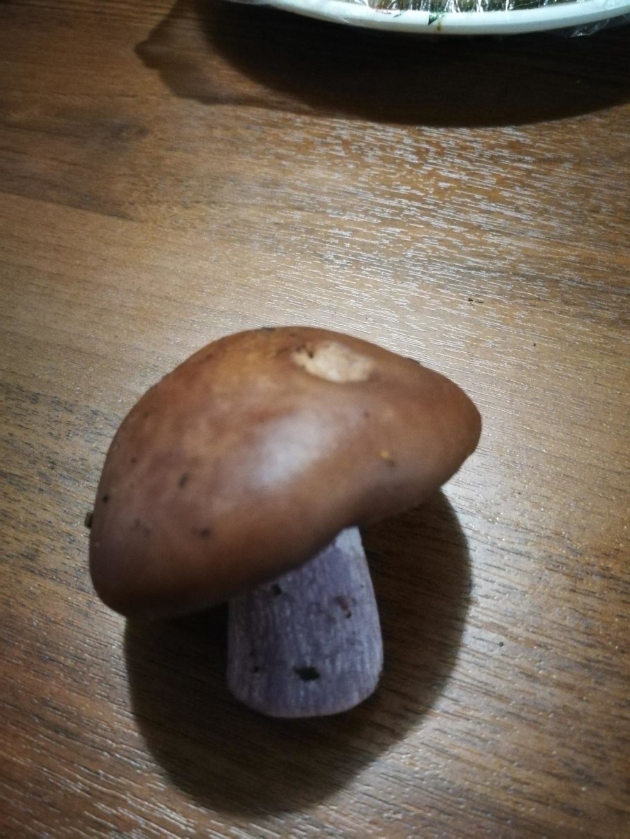 Гриб на толстой ножке с коричневой шляпкой пластинчатый