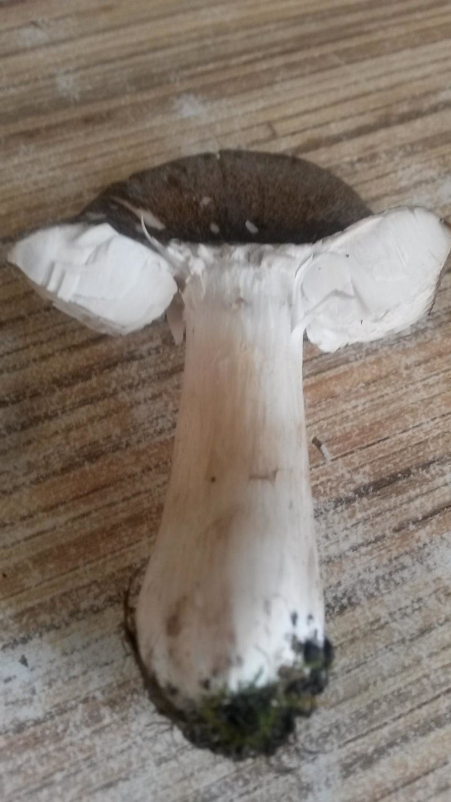 Белые грибы на толстой ножке с белой шляпкой