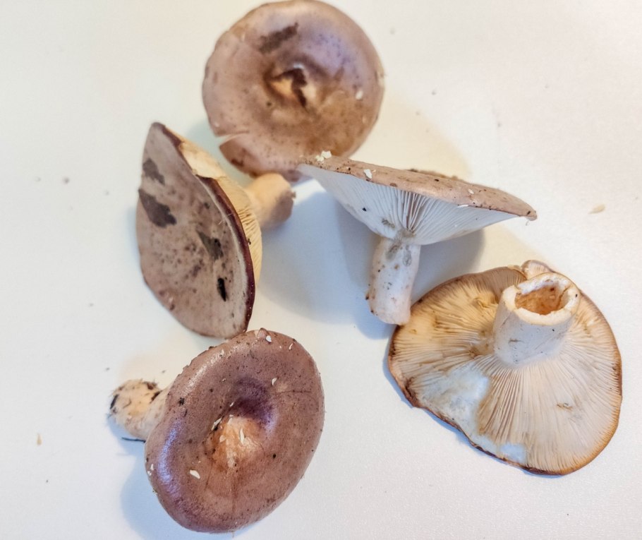 Рядовка желто-красная Tricholomopsis rutilans