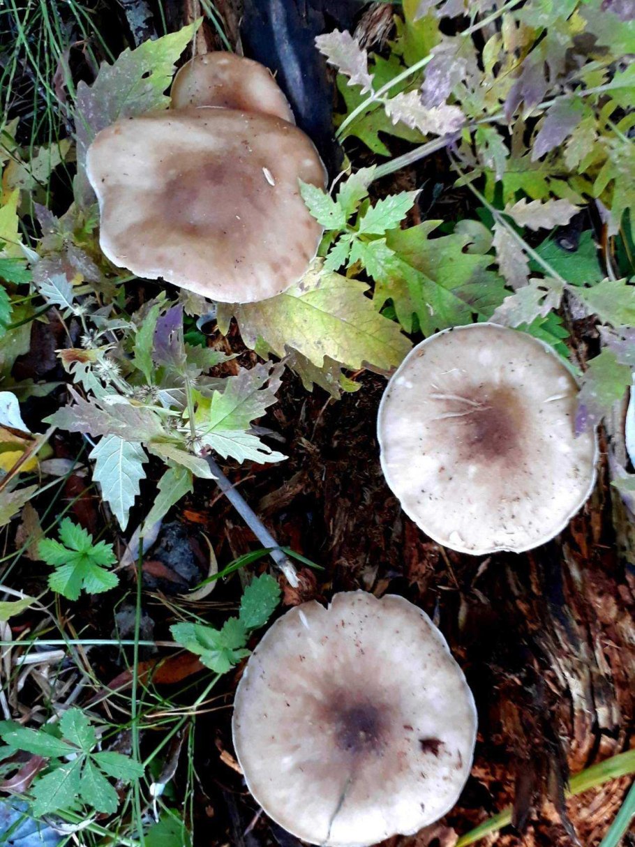 Грибы пластинчатые свинушка тонкая