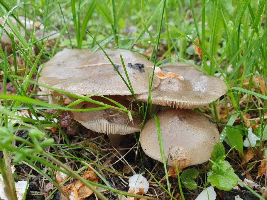 Паутинник пластинчатый