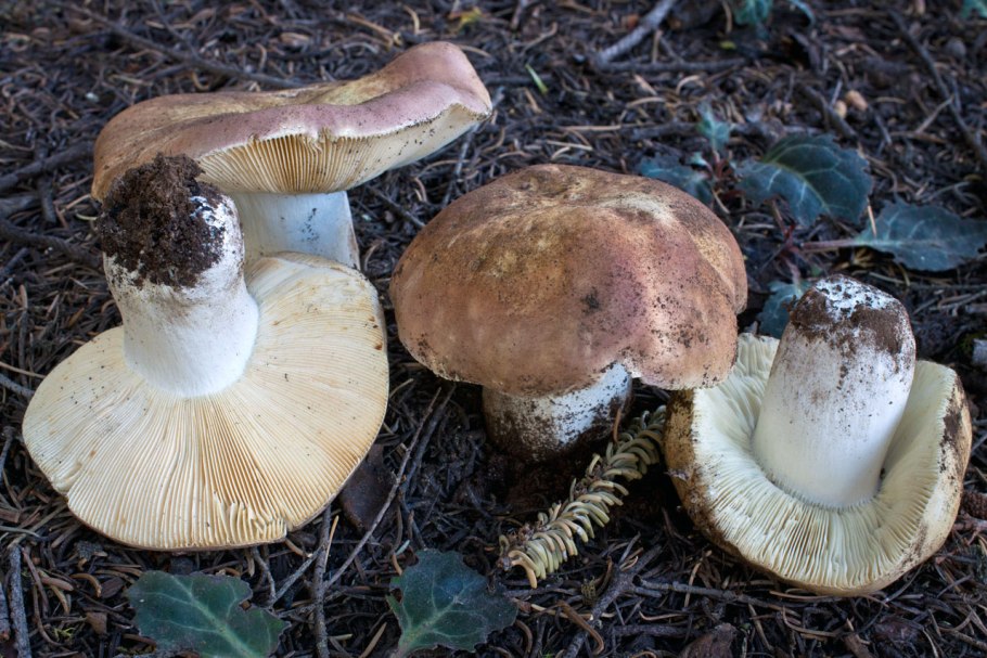 Рядовка серая Tricholoma portentosum.
