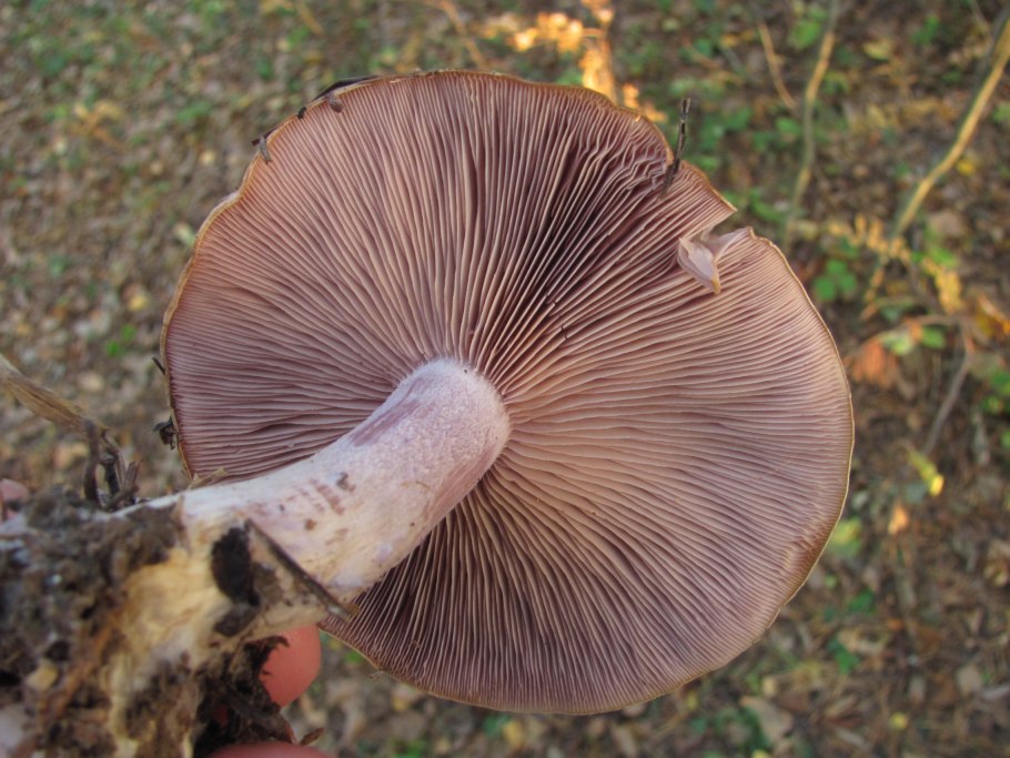 Гриб Russula cyanoxantha