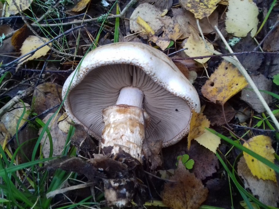 Рядовка с фиолетовой шляпкой и толстой ножкой