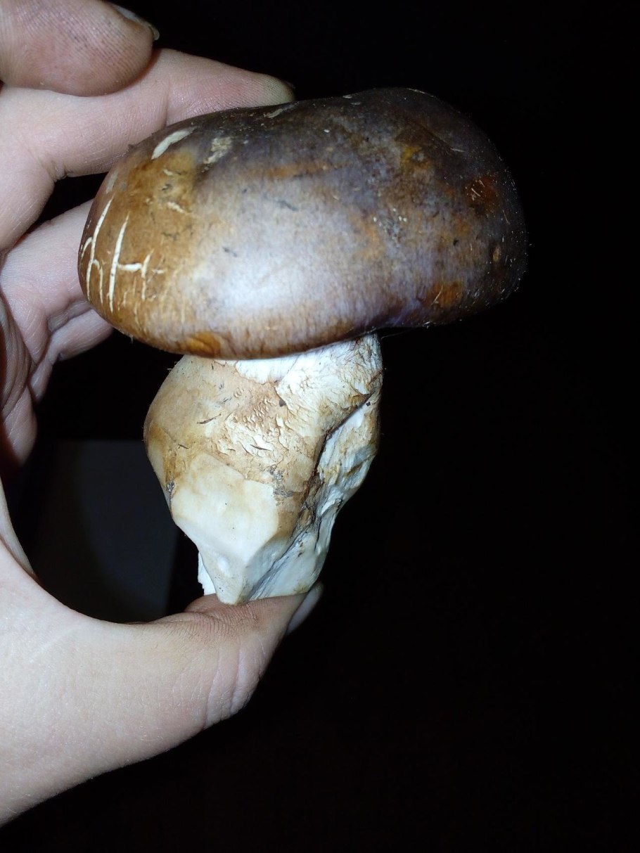 Подгруздок чёрный Russula adusta.